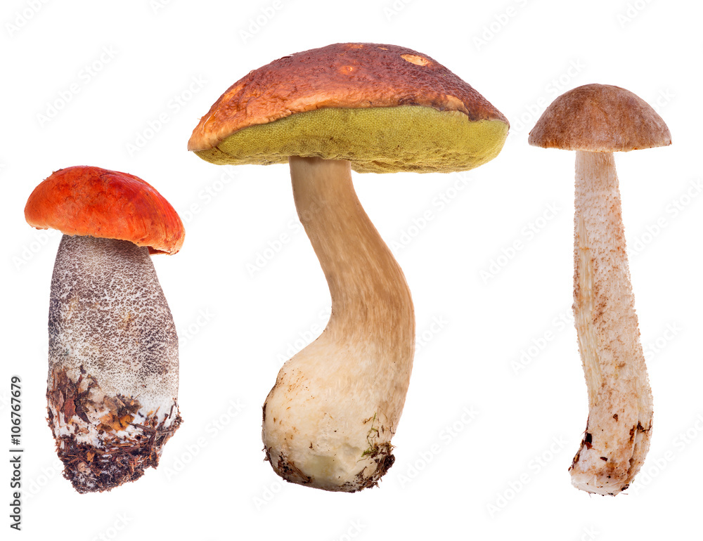 Sticker set of three edible mushrooms on white