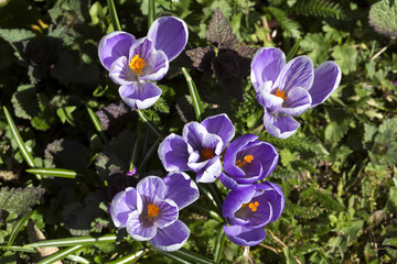 closeup of a group of violet blossoms of crocus from above