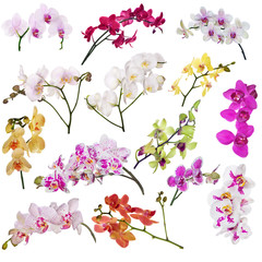 set of fourteen orchid flowers branches isolated on white