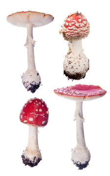 group of four red fly agaric mushrooms on white