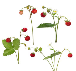 set of four isolated wild strawberries © Alexander Potapov