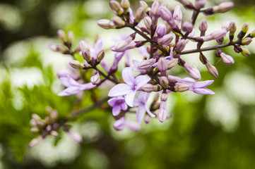 Macro Violet Flowers