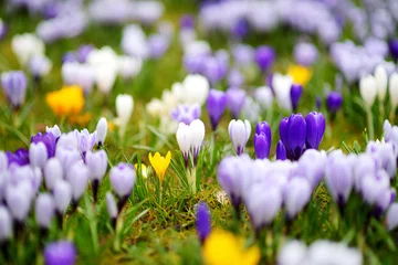 Fotobehang Krokus Blooming crocus flowers in the park. Spring landscape.  © MNStudio