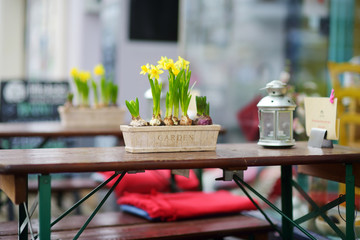 Daffodil flowers blossoming on the table in an outdoor cafe