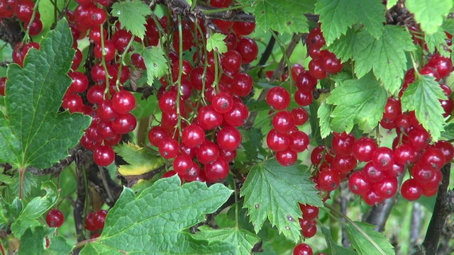 Ripe red currant berries on a shrub branch waving in the wind on overcast summer day
