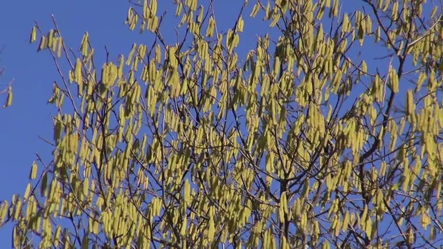 Hazel tree flowering on sunny spring day against blue sky

