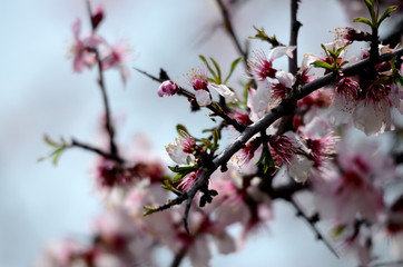 Obraz premium Pink blossom of a wild tree