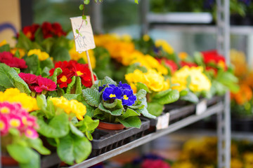 Beautiful colorful flowers sold in outdoor flower shop