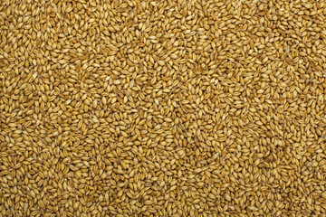organic wheat grains as  background
