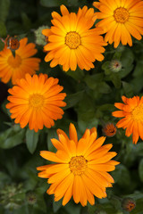 orange flower