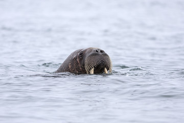Fototapeta premium Walrus popping out of the water.