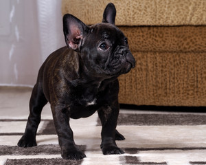 A puppy in the apartment. Dog thoroughbred. French Bulldog. Puppy three months