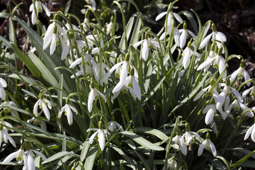 Obraz premium first spring flowers snowdrops