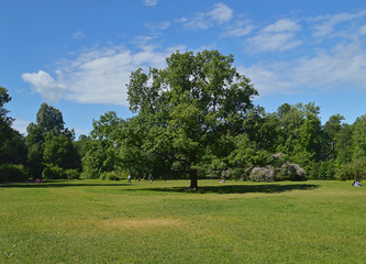 Fototapeta na wymiar Летний солнечный пейзаж в парке.