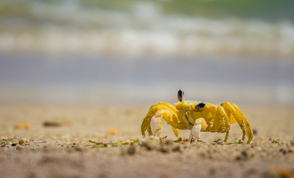 Carneiros crab