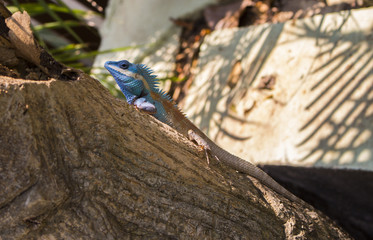 Blue and brown iguana on tree