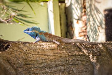Thai lizard - iguana on tree trunk