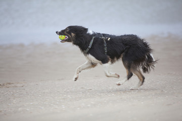 collie runs with ball on beach