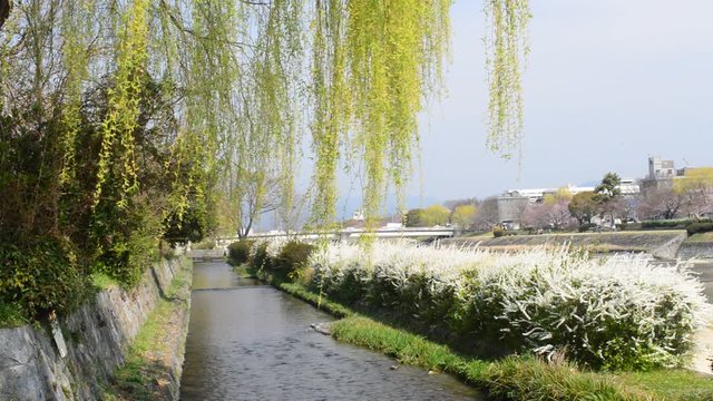 春の京都鴨川の河川敷