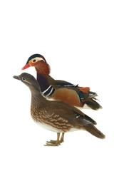 mandarin duck