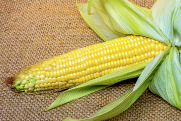 Fresh corn on sack background