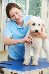 Pet Dog Being Professionally Groomed In Salon