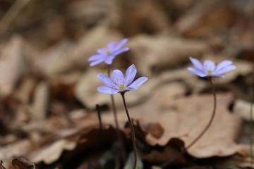 Three tiny purple blue flowers