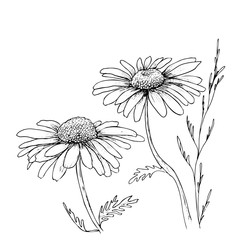 Camomile hand drawn flowers