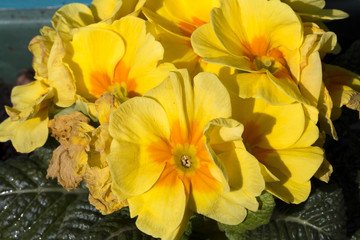 Obraz na płótnie Canvas primroses first flowers of spring