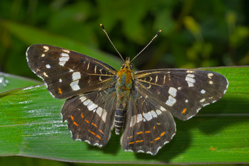 Butterfly (Araschnia burejana) 10