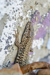 Lizard on a concrete wall and textures.