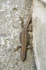 Lizard on a concrete wall and textures.
