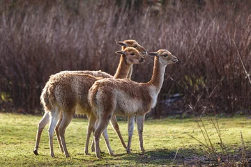 Three roe deer