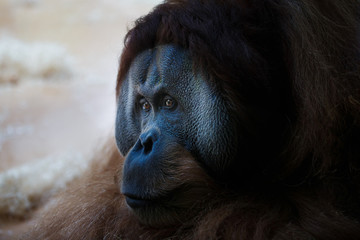 The adult orangutan
