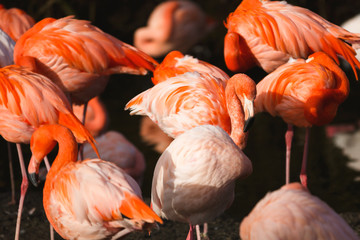 Fototapeta na wymiar The flock of flamingo