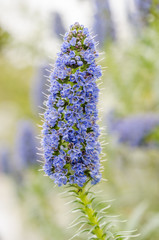 Obraz premium Bee on the flower: echium candicans (pride of madeira)