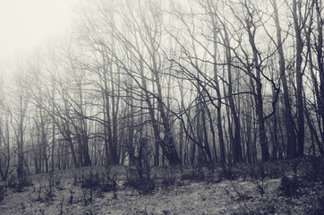 trees with twisted branches at the edge of forest
