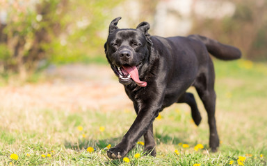 Spring joy - Labrador retriever dog