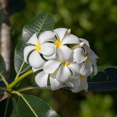 Fototapeta na wymiar White Frangipani flower at full bloom during summer. Plumeria.