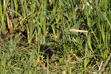 Teichhuhnküken ( Gallinula chloropus )