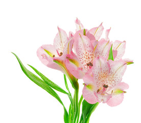 Beautiful Pink Alstroemeria