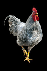 Deutscher, Sperber, Haushuhnrasse