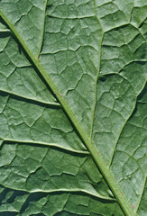 Leaf surface