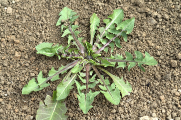 Loewenzahn; Jungpflanze, Taraxacum; officinale