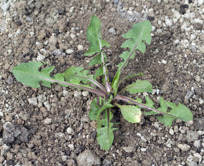 Loewenzahn; Jungpflanze, Taraxacum; officinale