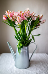 Beautiful alstroemeria on white background. Spring concept