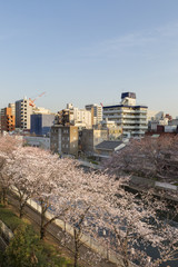 Fototapeta na wymiar Sakura Festival , Cherry blossom Tokyo, Japan.