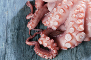 Octopus 