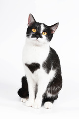 Fototapeta premium Young cat