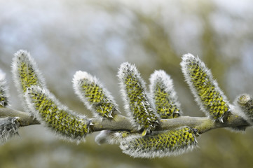 Willow branches with catkins
